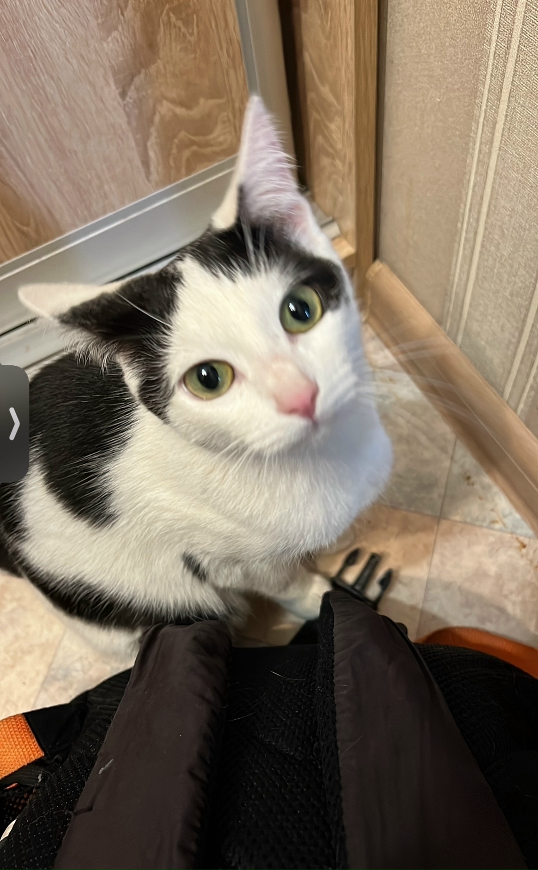 Пропала кошка в Набережных Челнах — фото объявления