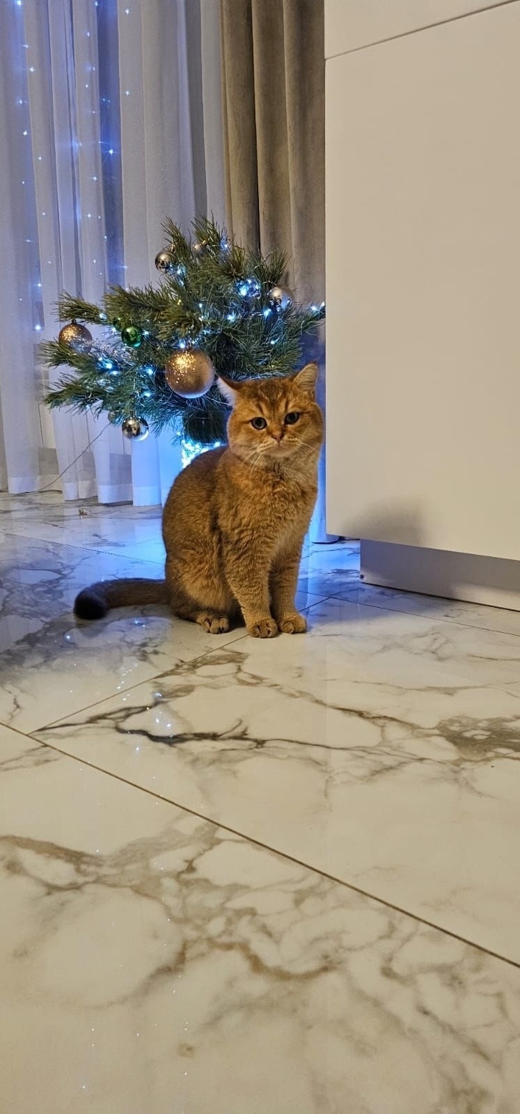 Пропала кошка в Набережных Челнах — фото объявления