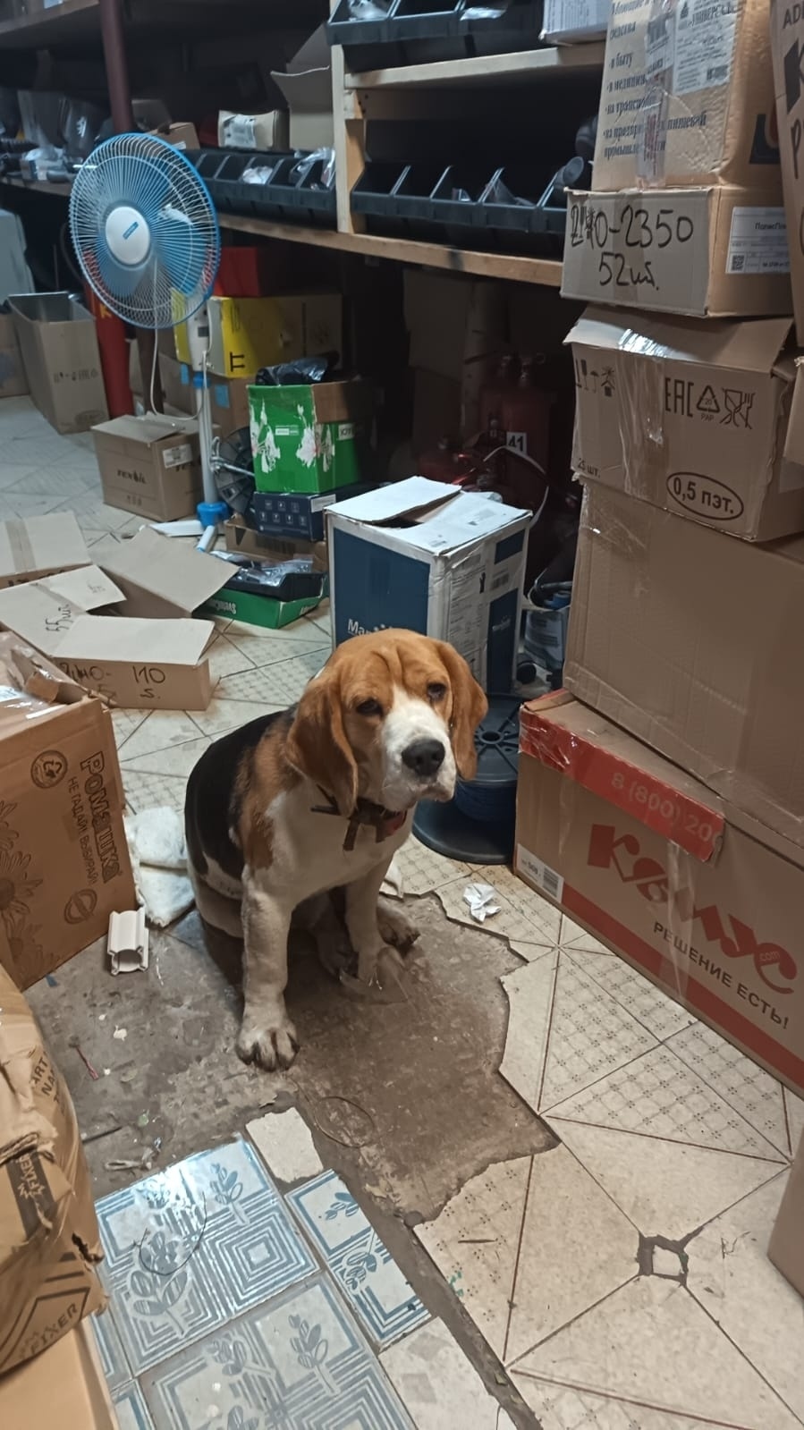 Найдена собака в Набережных Челнах — фото объявления