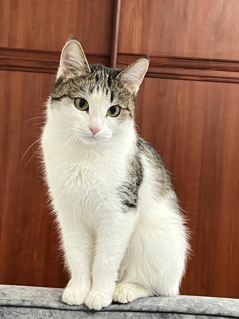 Пропала кошка в Набережных Челнах — фото объявления