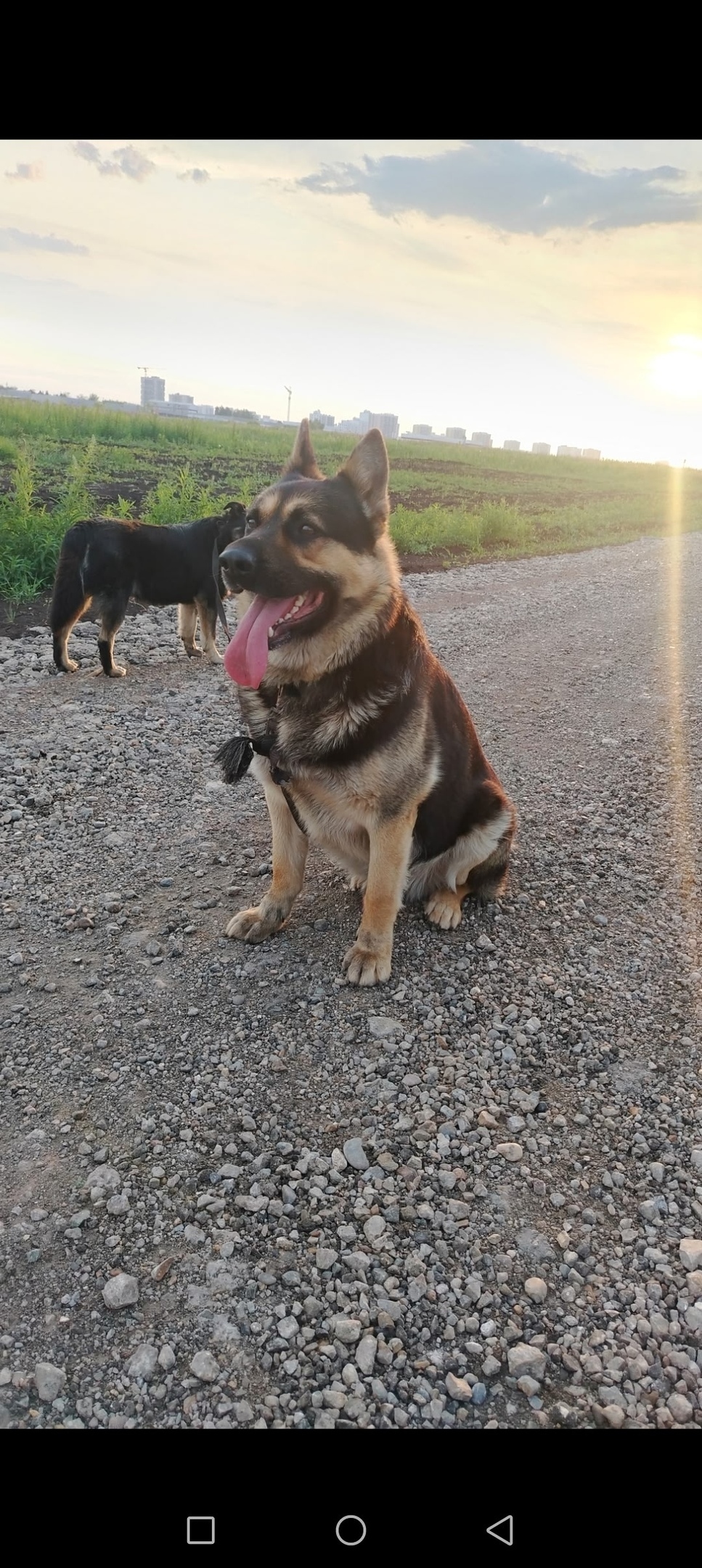 Пропала собака в Набережных Челнах — фото объявления
