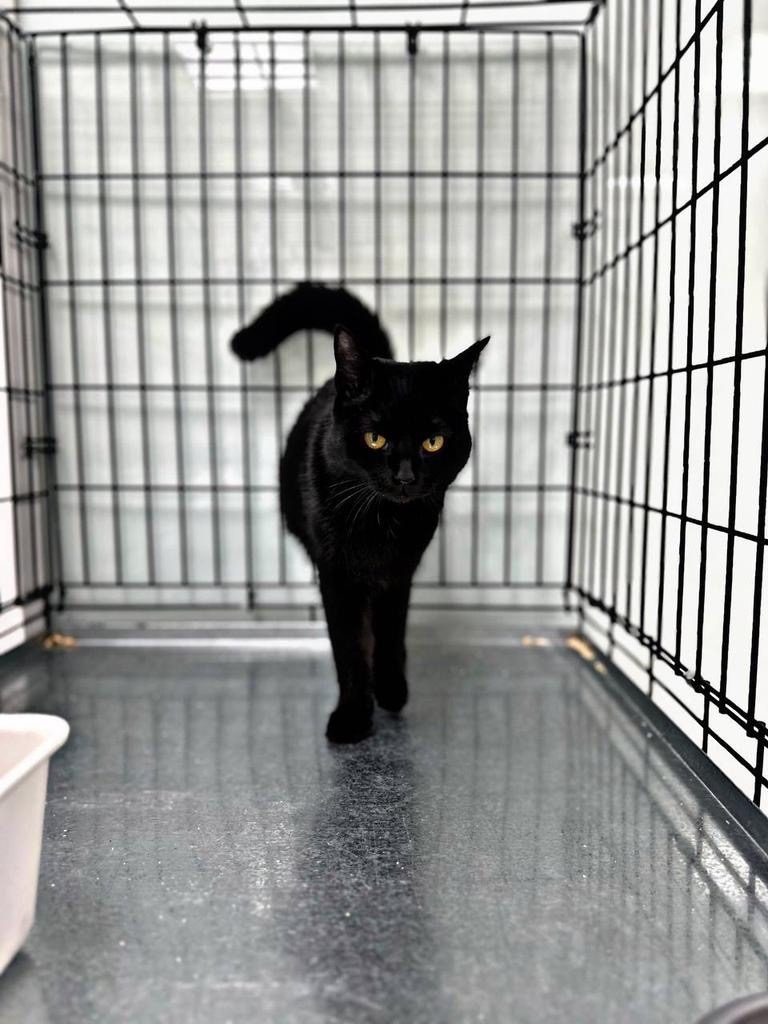 Найдена кошка в Набережных Челнах — фото объявления