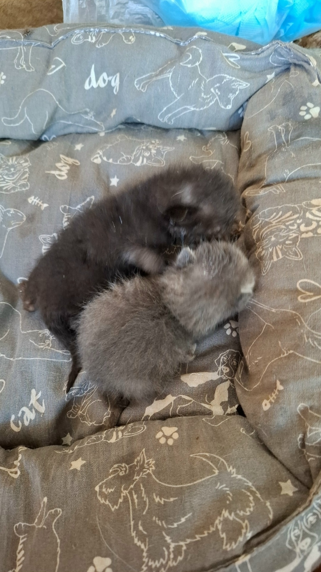 Найдена кошка в Набережных Челнах — фото объявления