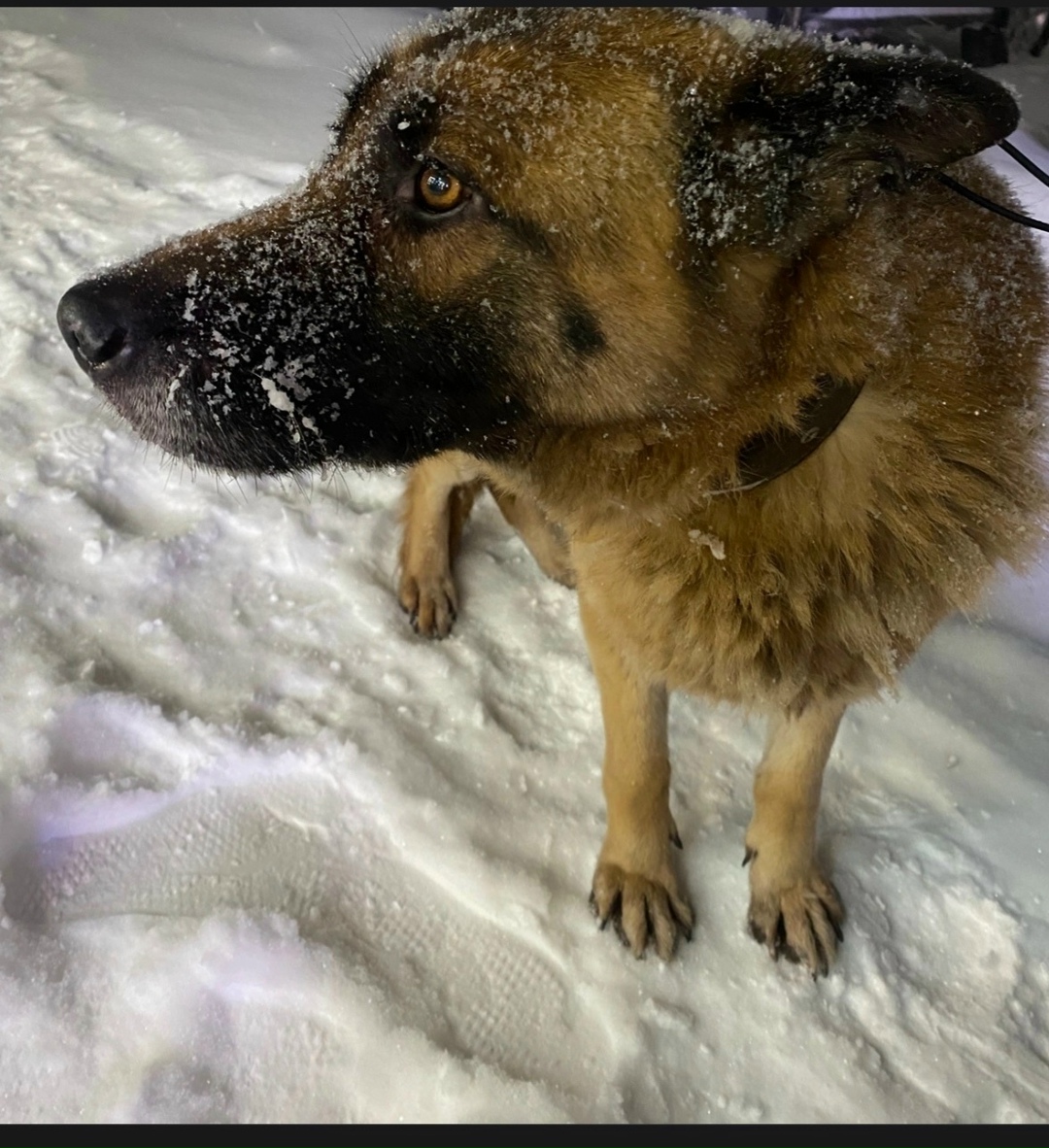 Пропала собака в Набережных Челнах — фото объявления