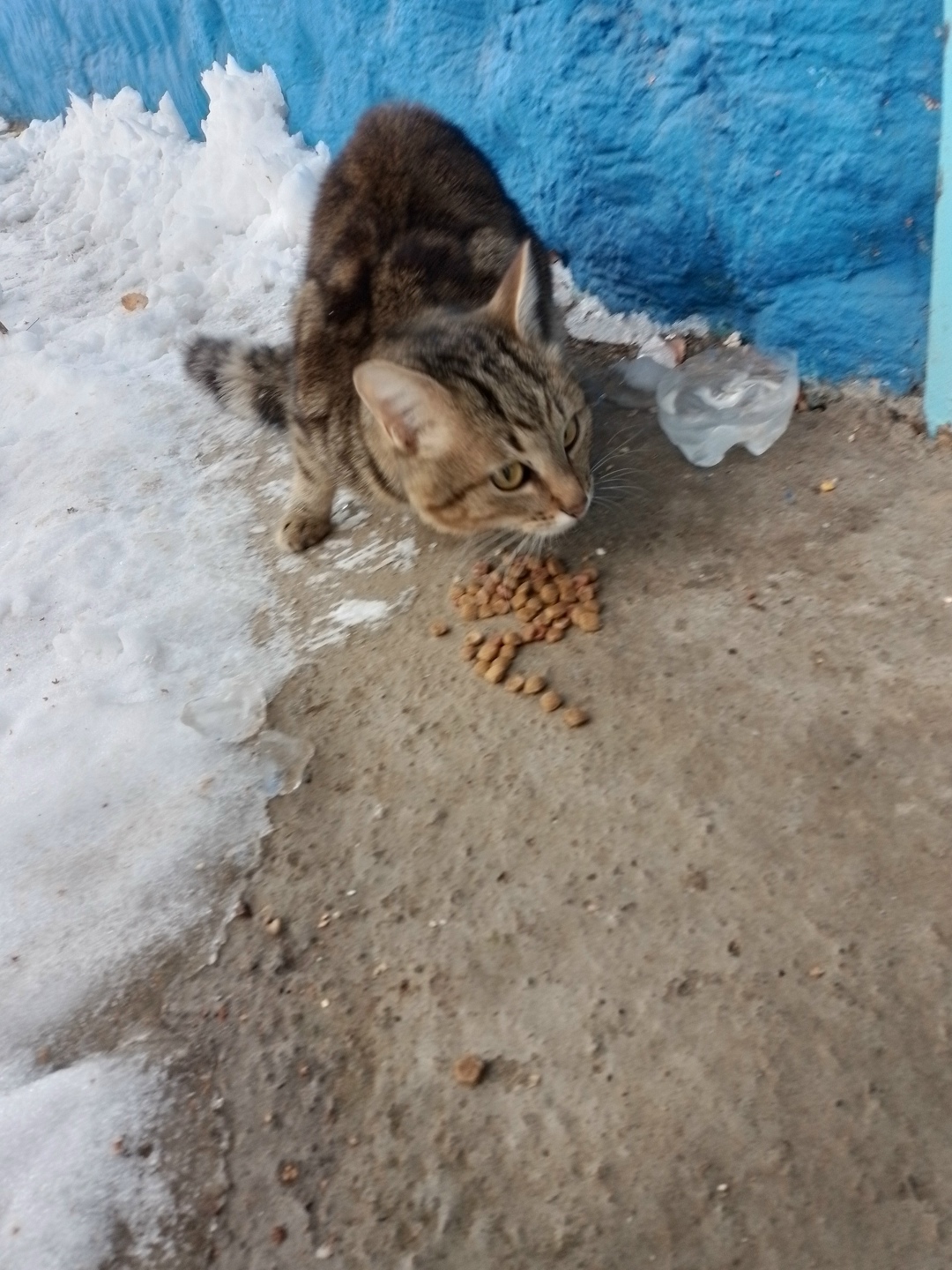 Найдена кошка в Набережных Челнах — фото объявления