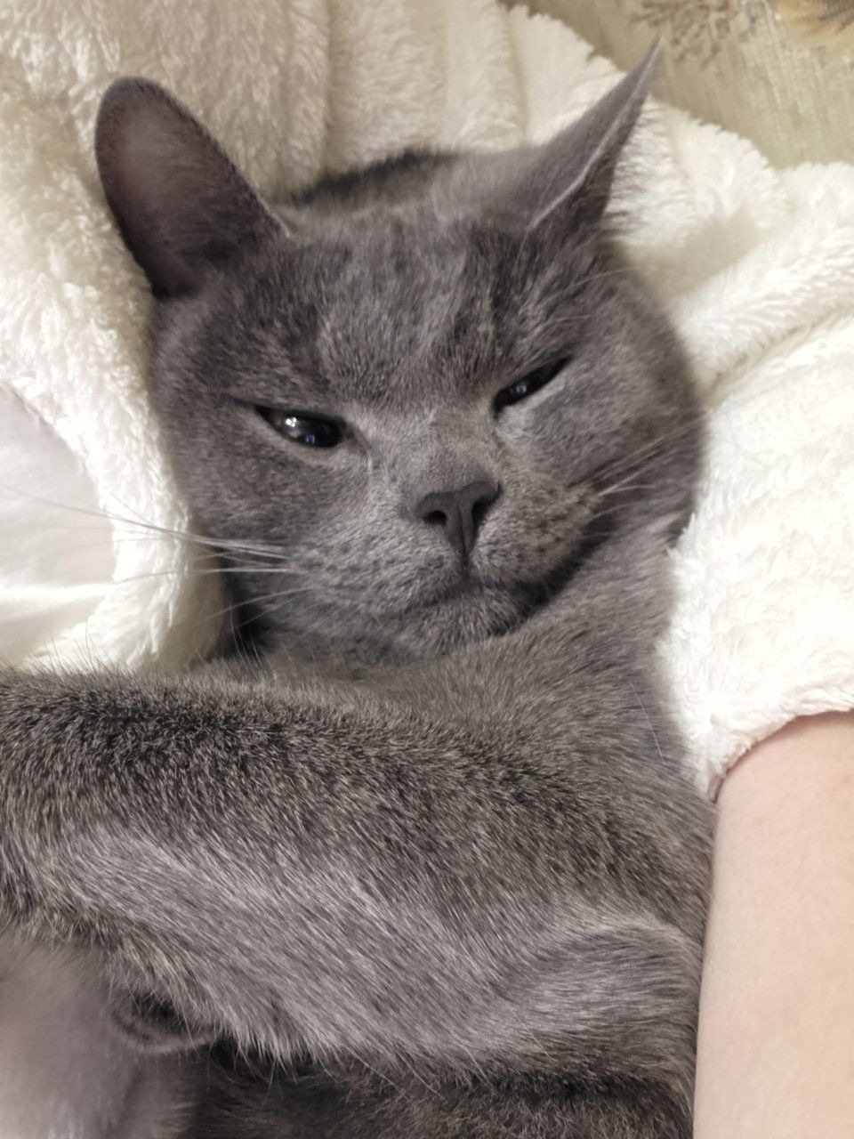 Пропала кошка в Набережных Челнах — фото объявления