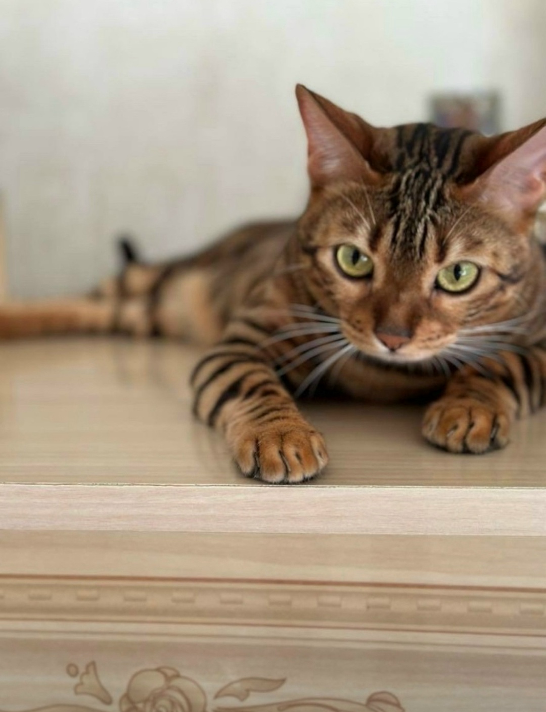 Пропала кошка в Набережных Челнах — фото объявления