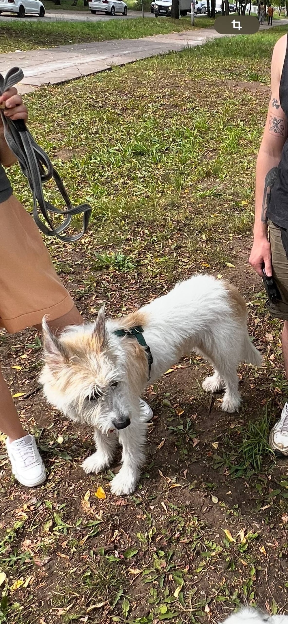 Пропала собака в Набережных Челнах — фото объявления