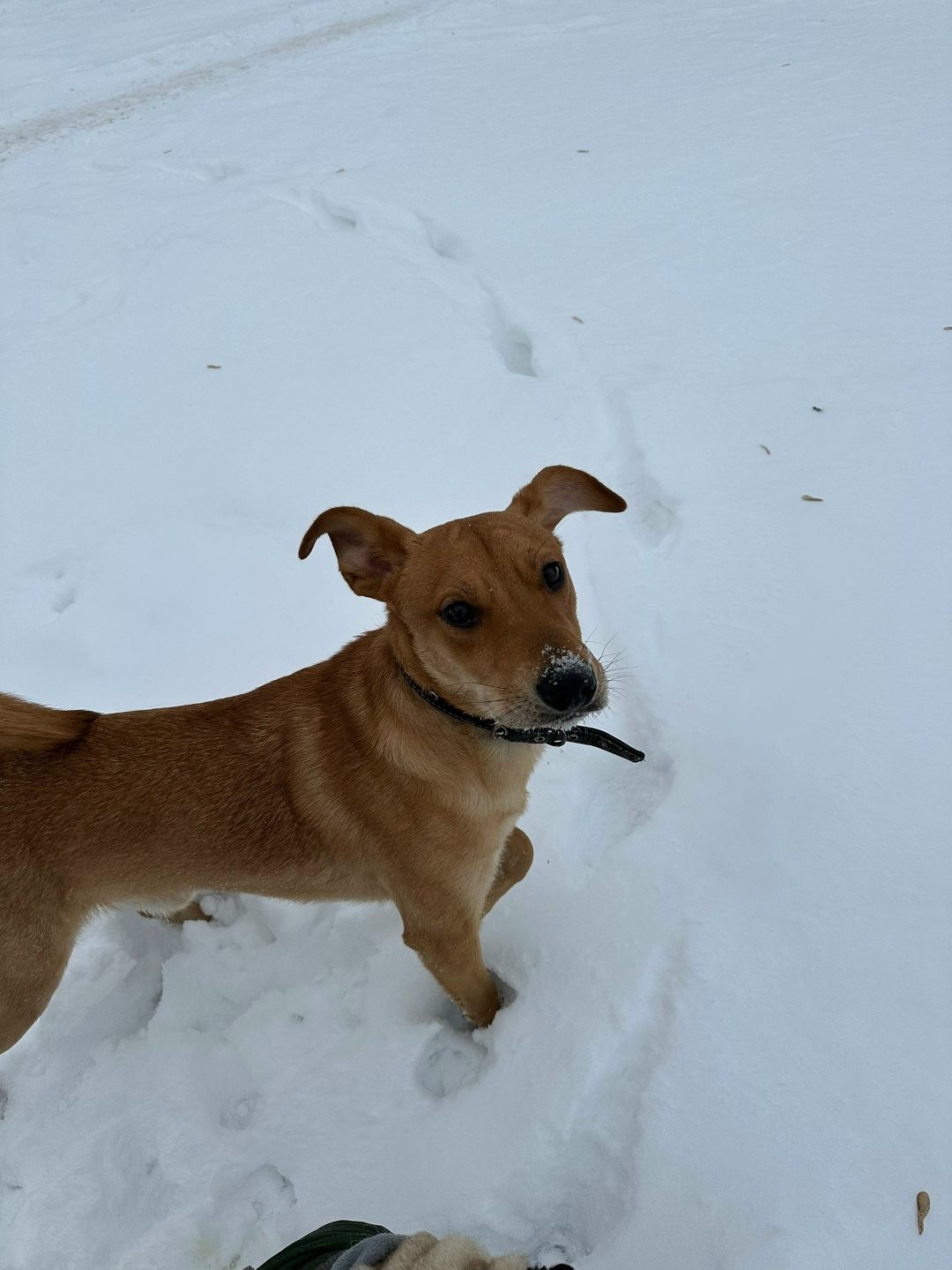 Найдена собака в Набережных Челнах — фото объявления