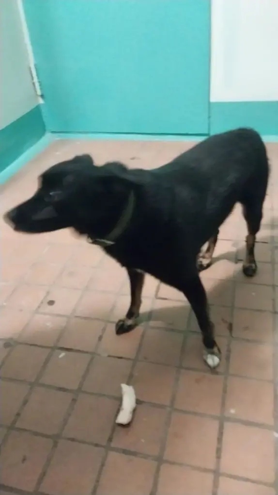 Найдена собака в Набережных Челнах — фото объявления