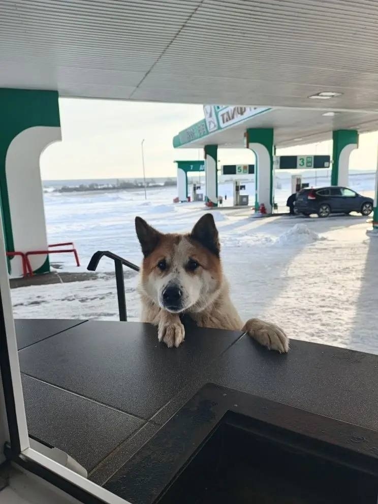 Пропала собака в Набережных Челнах — фото объявления