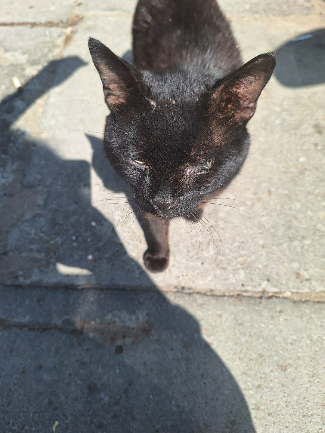 Найдена кошка в Набережных Челнах — фото объявления