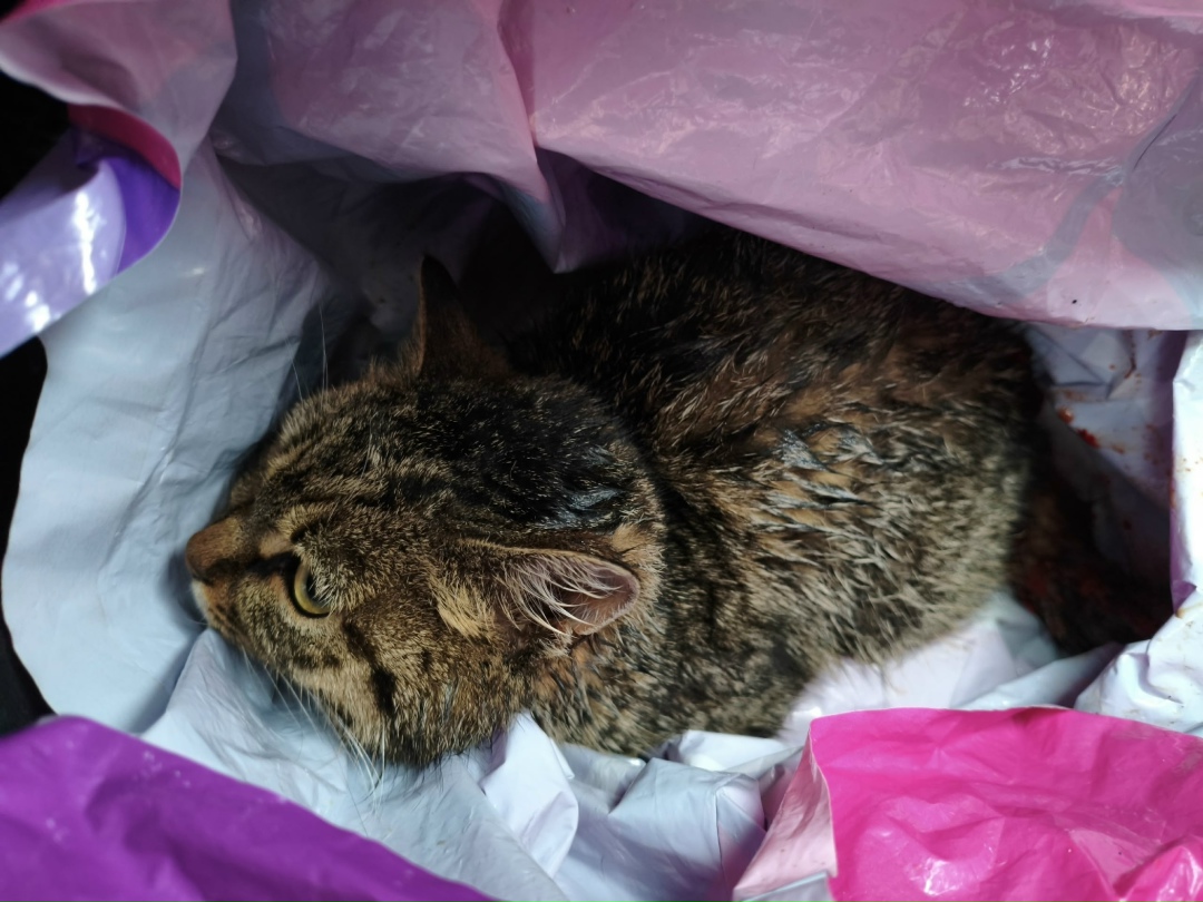 Найдена кошка в Набережных Челнах — фото объявления