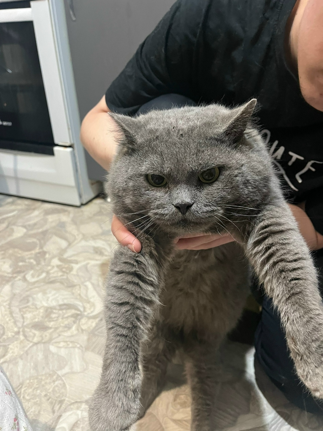 Найдена кошка в Набережных Челнах — фото объявления