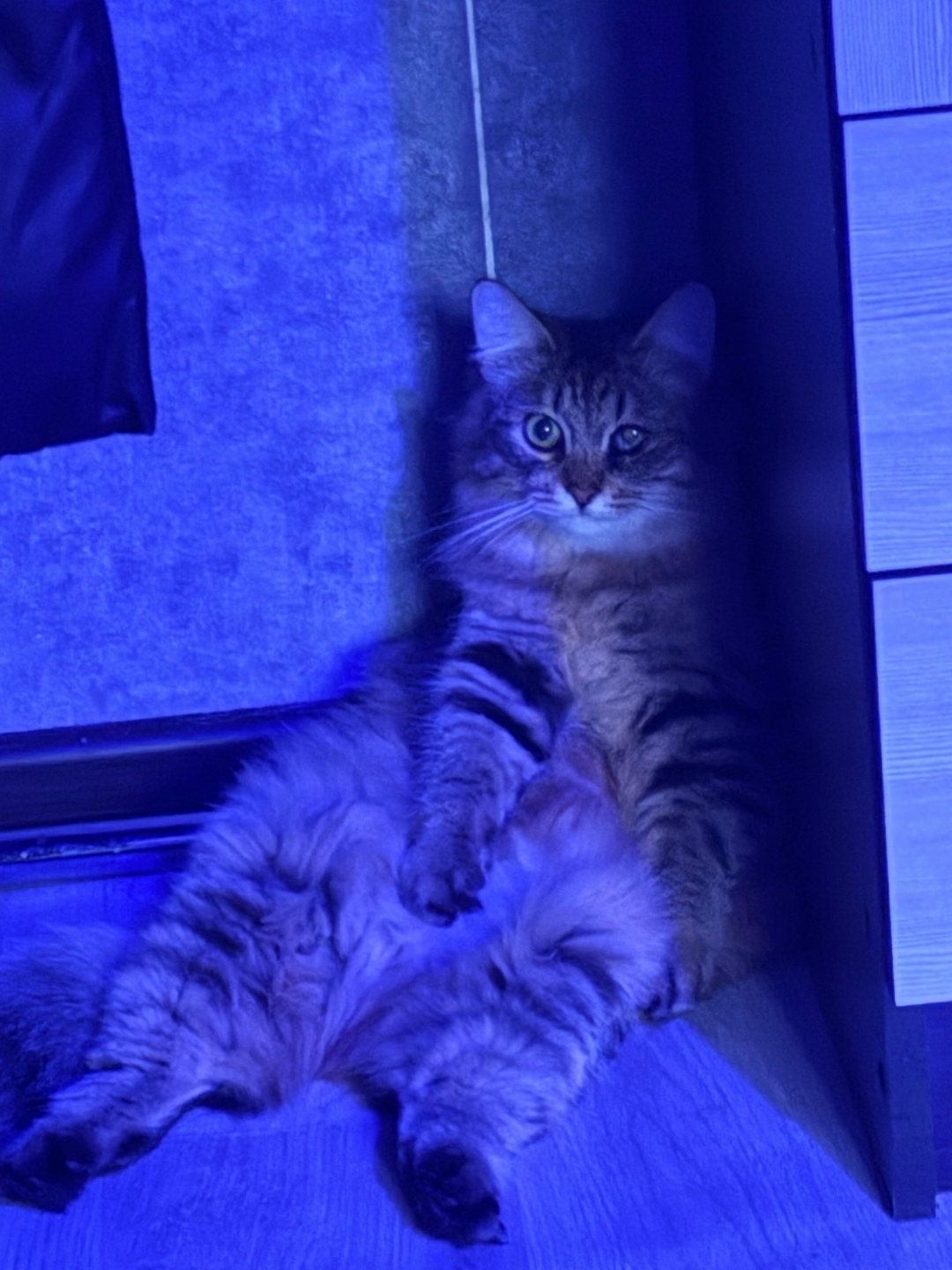 Пропала кошка в Набережных Челнах — фото объявления