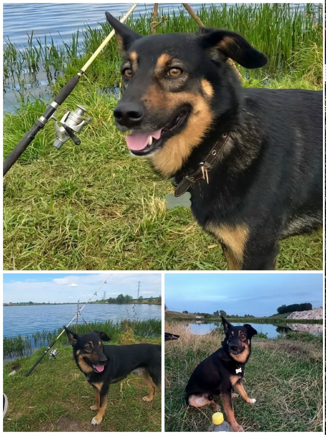 Пропала собака в Набережных Челнах — фото объявления