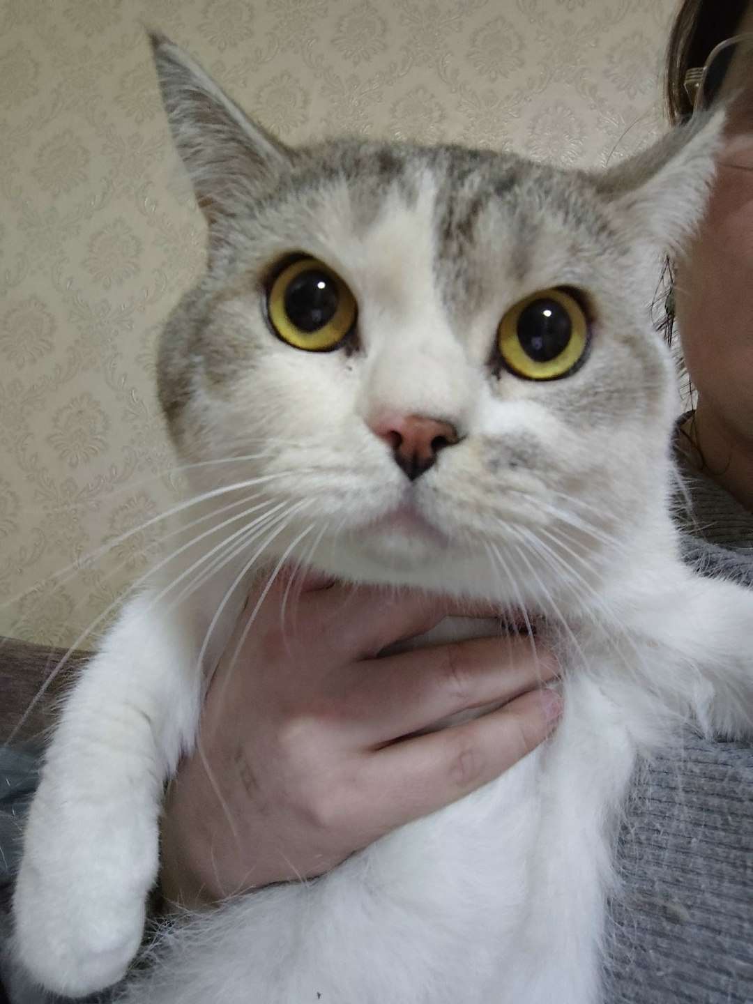 Найдена кошка в Набережных Челнах — фото объявления