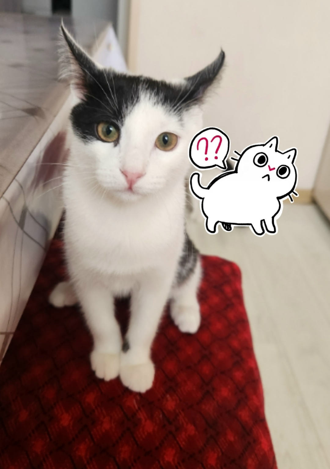 Найдена кошка в Набережных Челнах — фото объявления