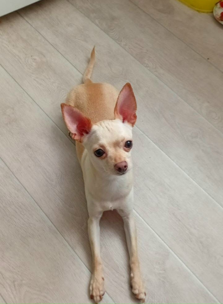 Найдена собака в Набережных Челнах — фото объявления