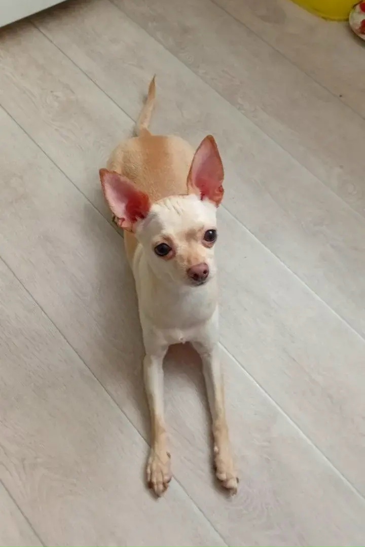 Найдена собака в Набережных Челнах — фото объявления