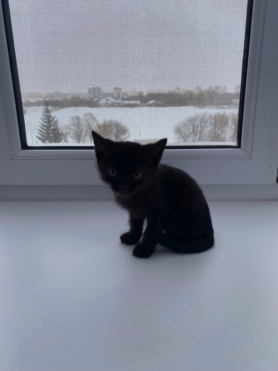 Найдена собака в Набережных Челнах — фото объявления