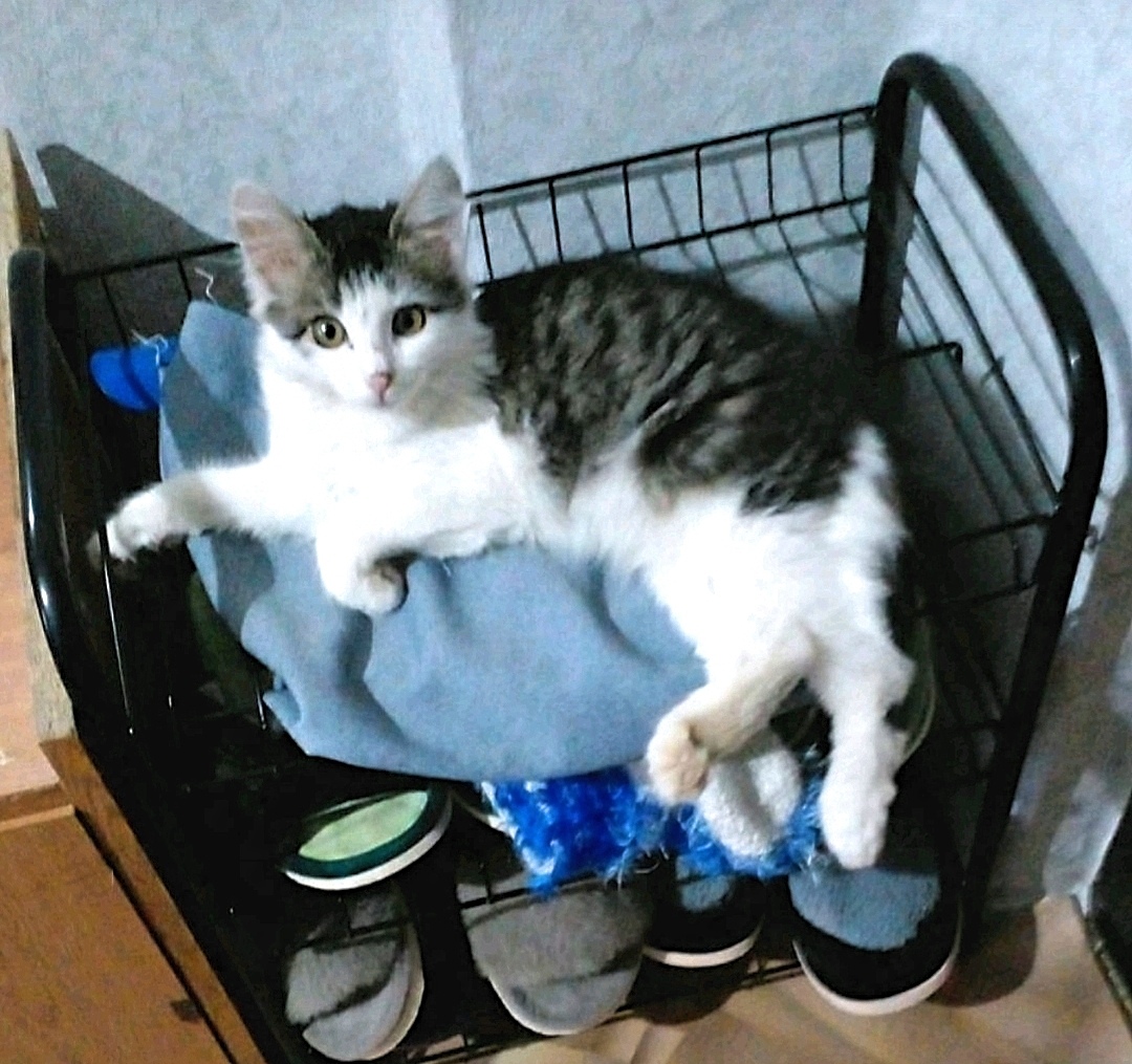 Найдена кошка в Набережных Челнах — фото объявления