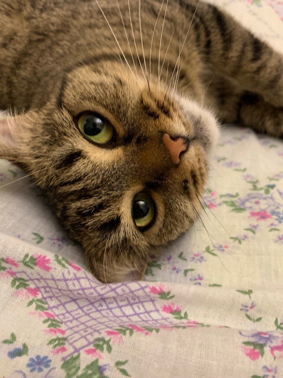 Пропала кошка в Набережных Челнах — фото объявления