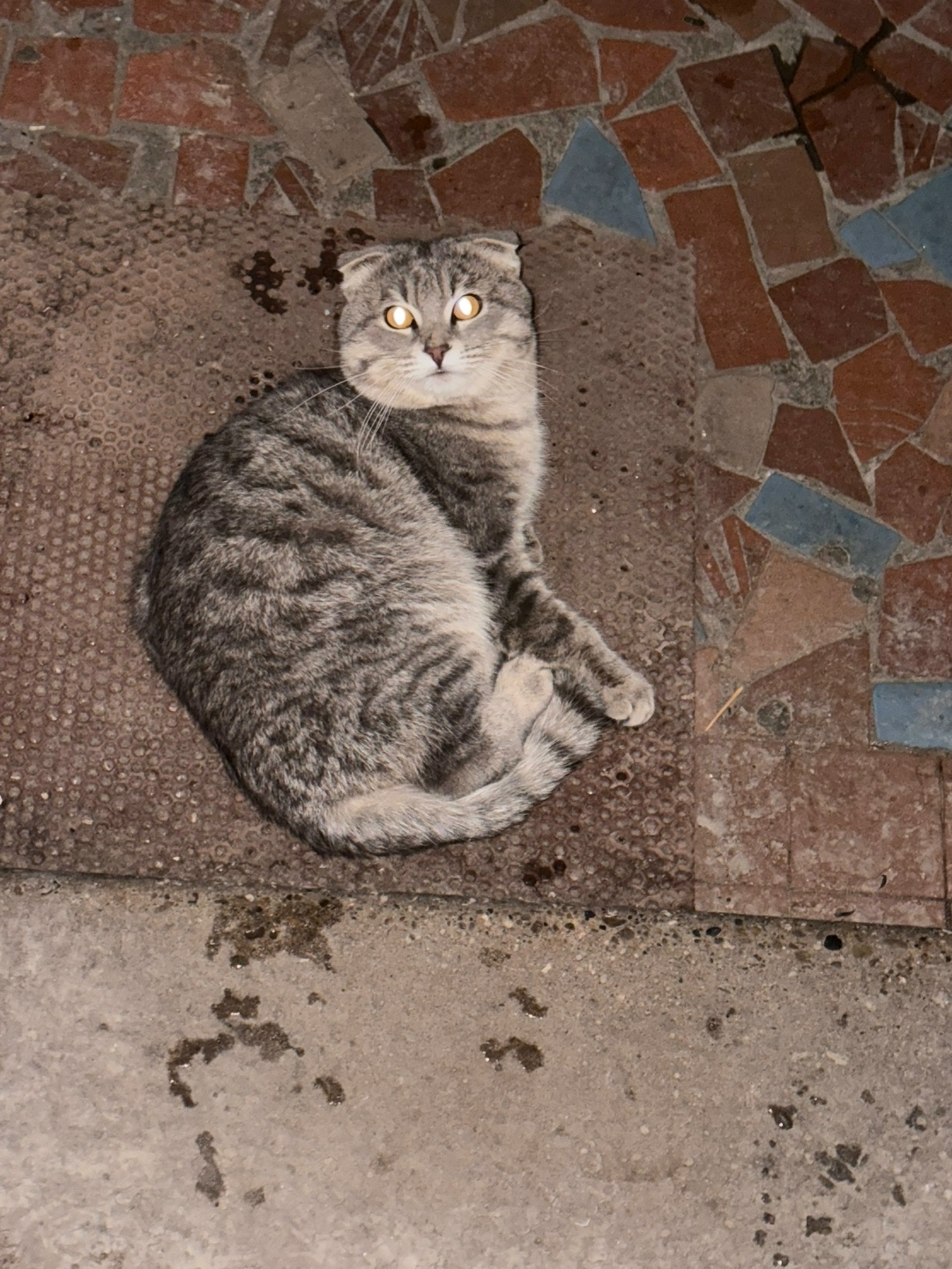 Найдена кошка в Набережных Челнах — фото объявления