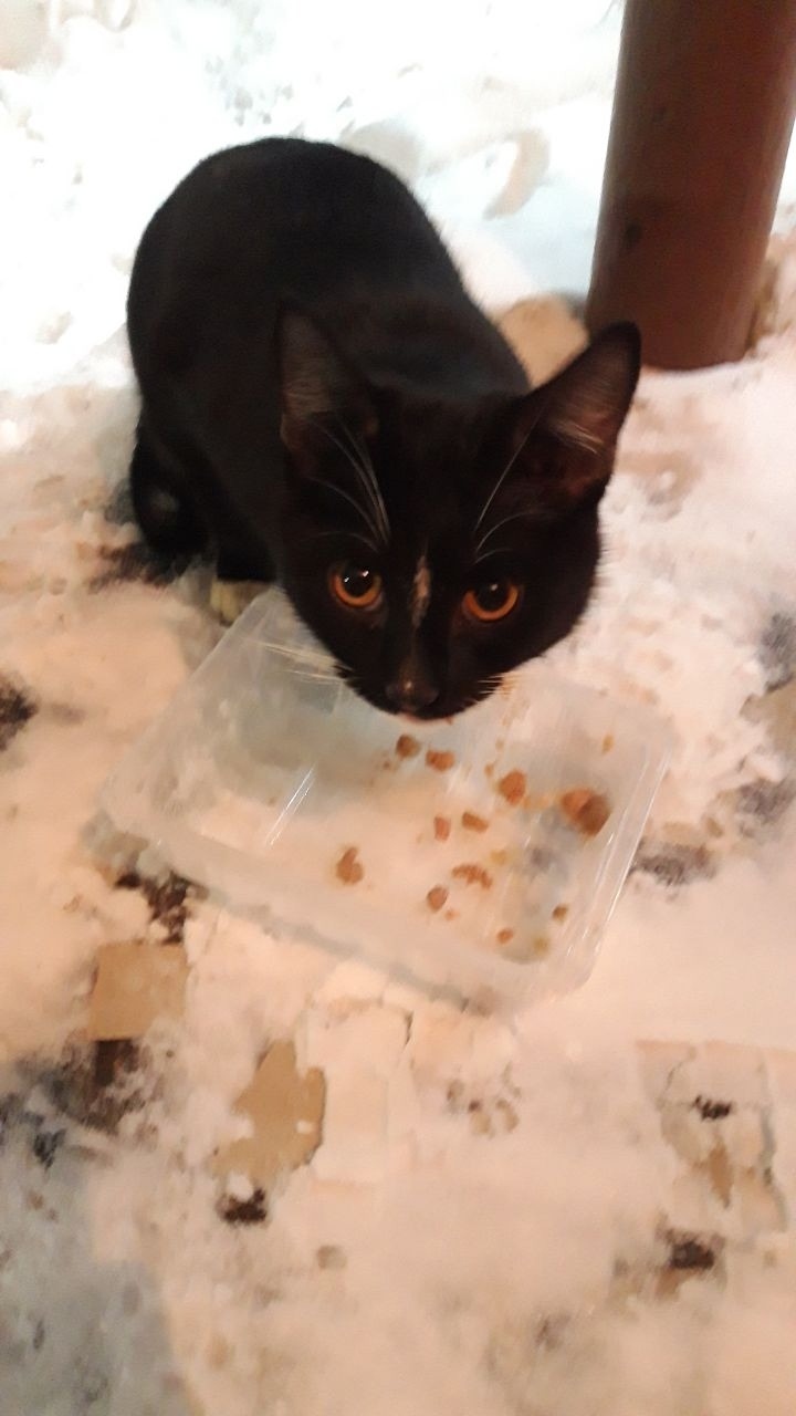 Найдена кошка в Набережных Челнах — фото объявления