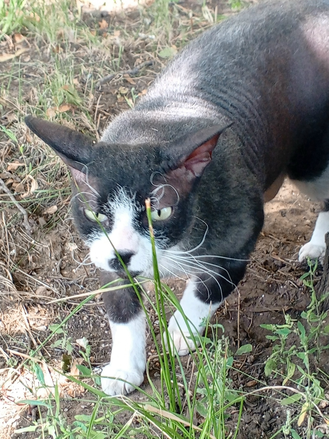 Найдена кошка в Набережных Челнах — фото объявления