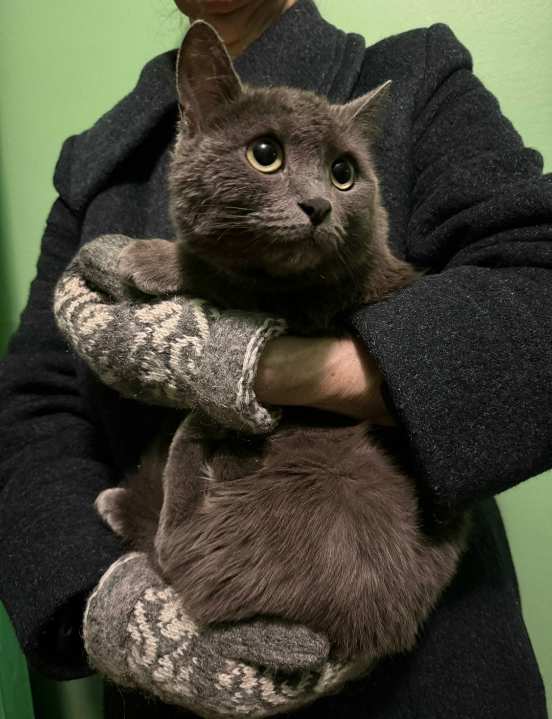 Пропала кошка в Набережных Челнах — фото объявления