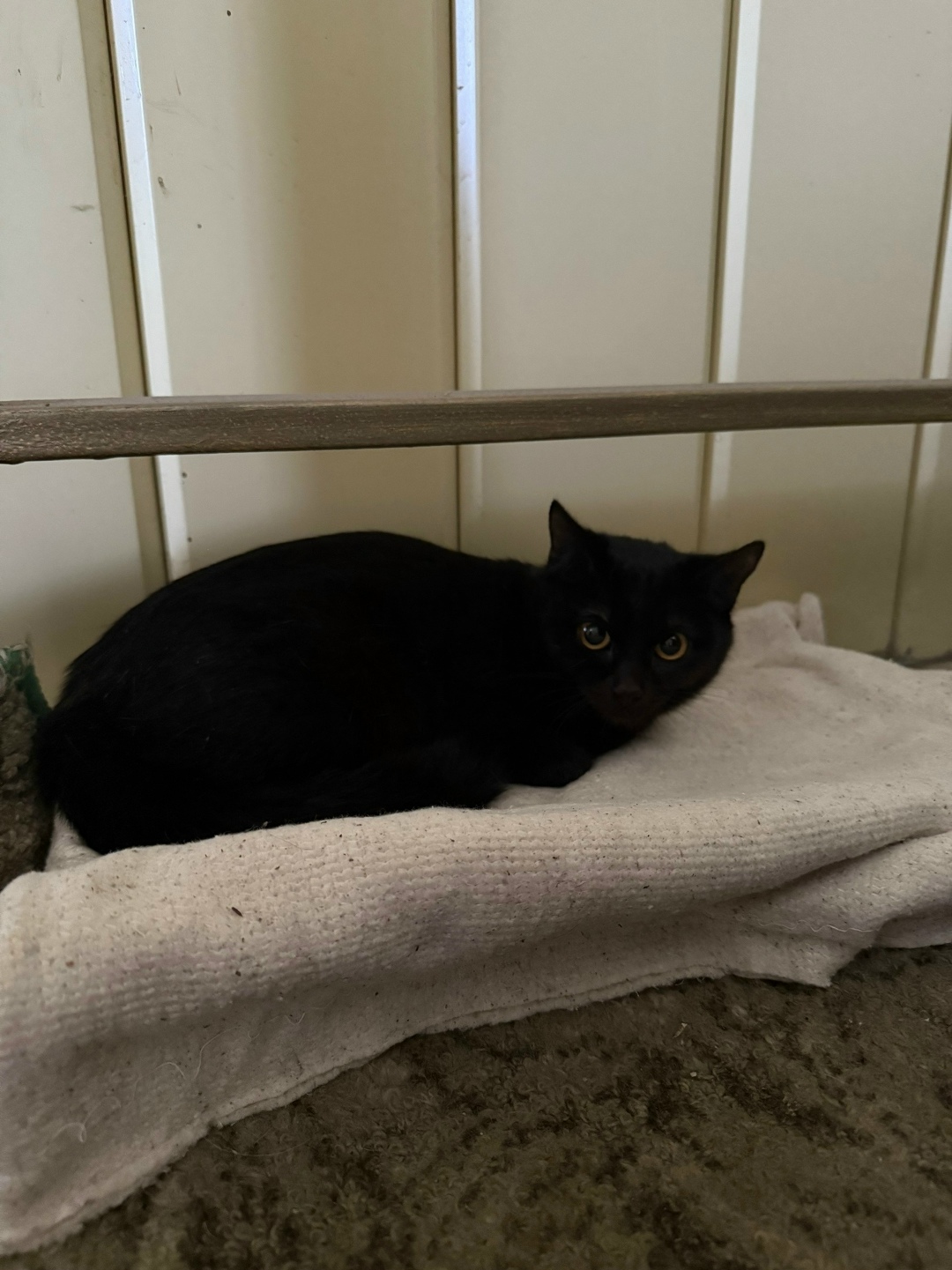 Пропала кошка в Набережных Челнах — фото объявления