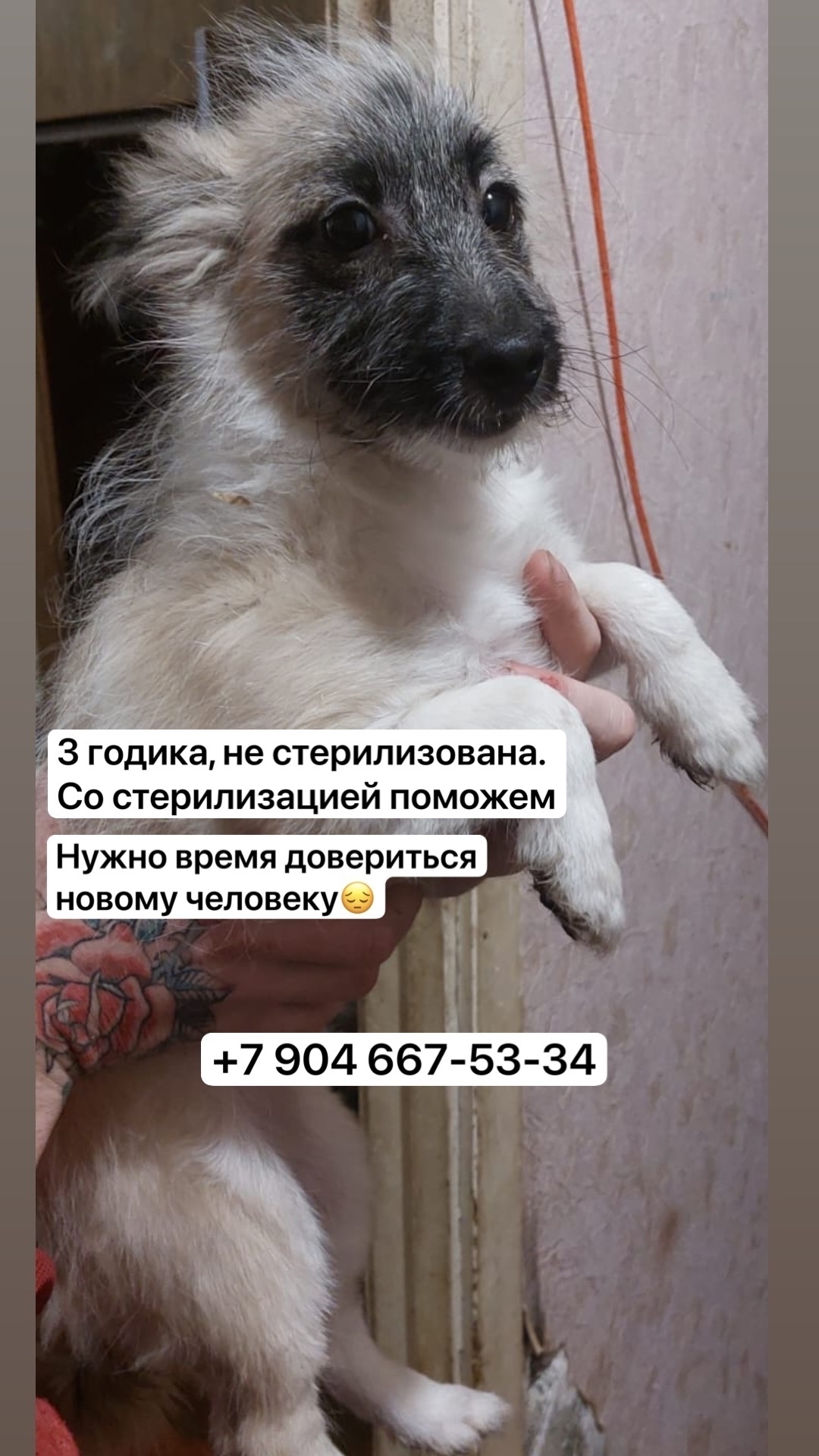 Найдена собака в Набережных Челнах — фото объявления