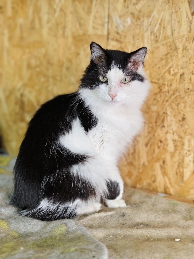 Найдена собака в Набережных Челнах — фото объявления