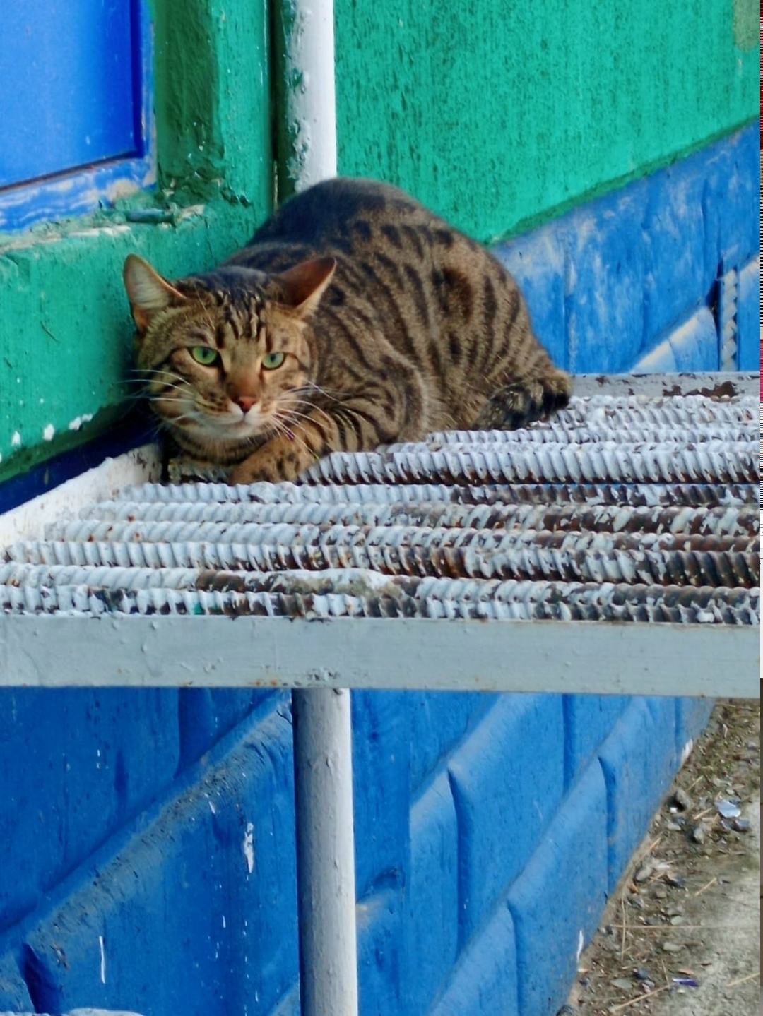 Найдена кошка в Набережных Челнах — фото объявления