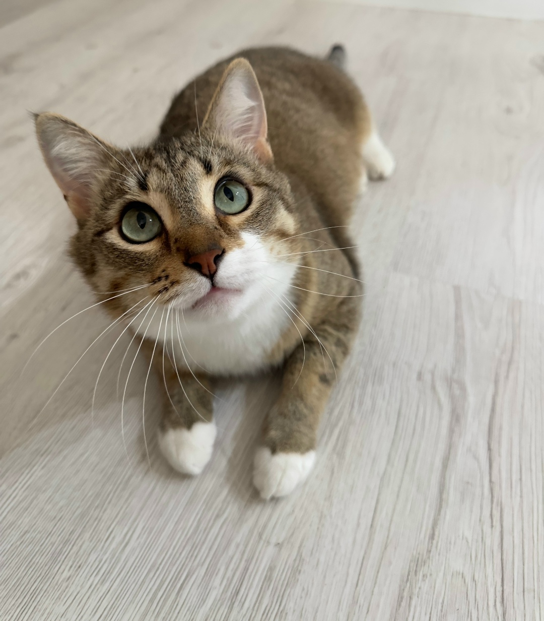 Найдена кошка в Набережных Челнах — фото объявления