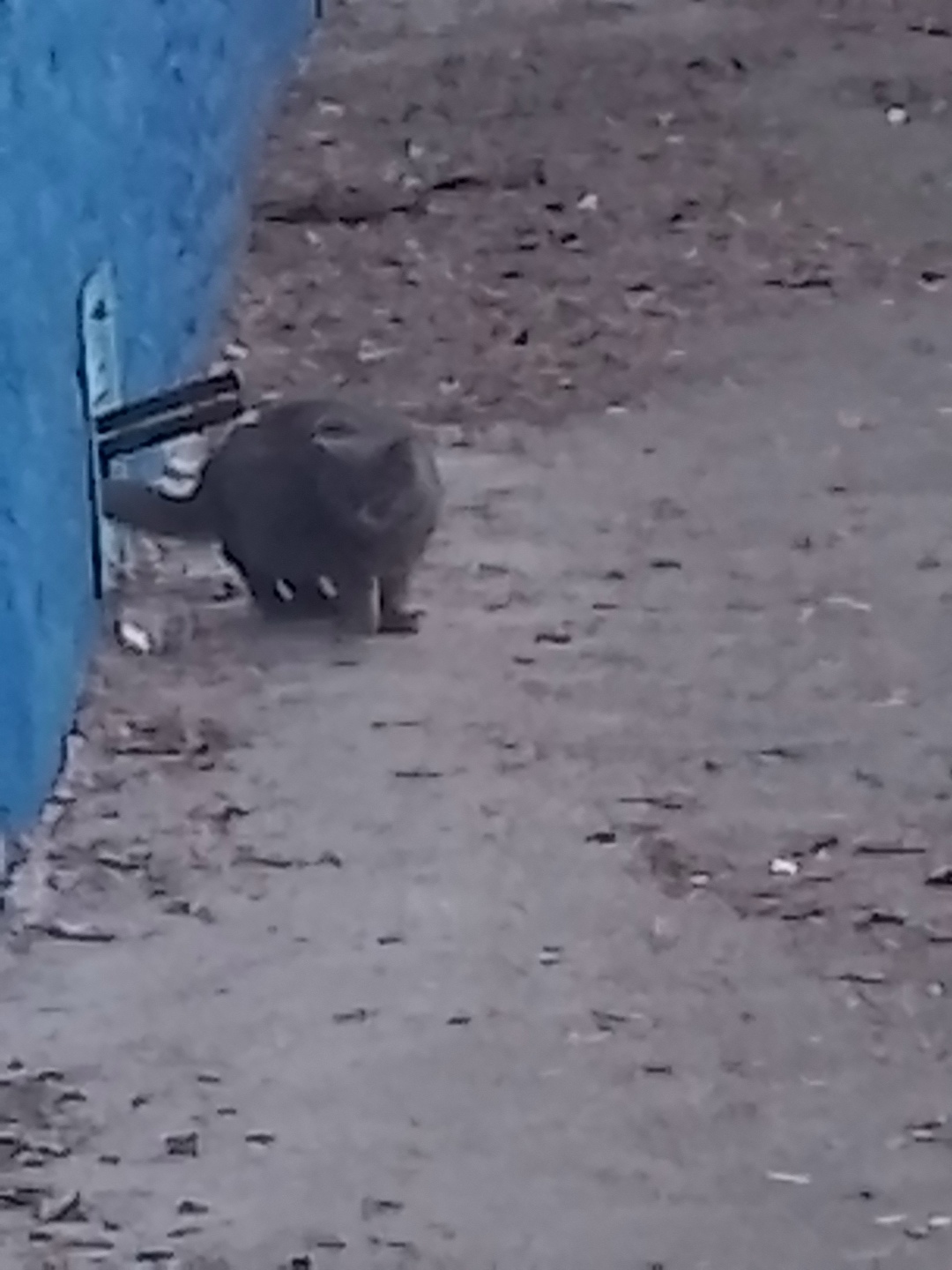 Найдена кошка в Набережных Челнах — фото объявления