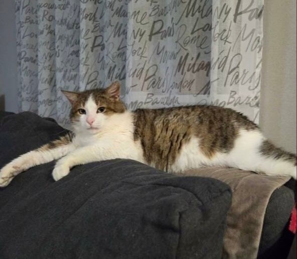 Найдена собака в Набережных Челнах — фото объявления