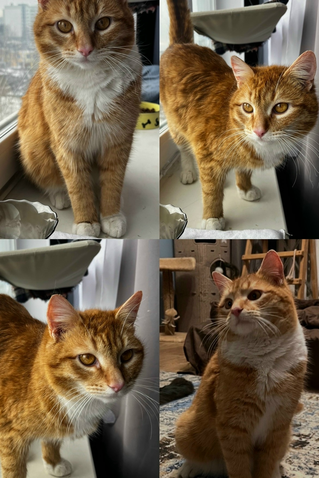 Найдена кошка в Набережных Челнах — фото объявления