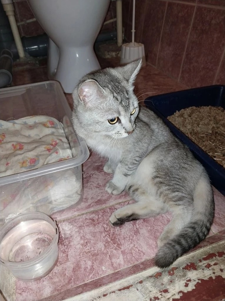 Найдена кошка в Набережных Челнах — фото объявления