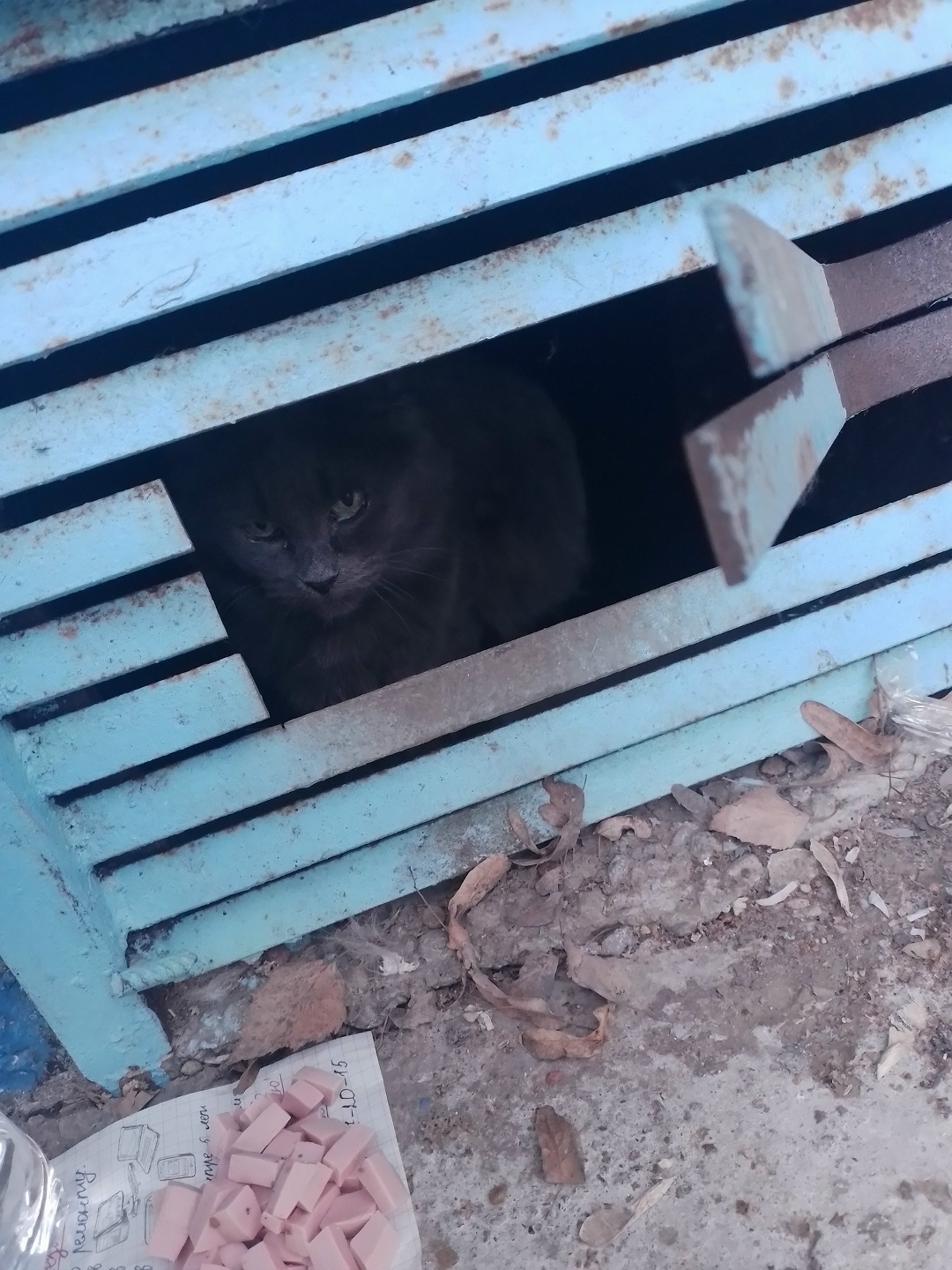 Найдена кошка в Набережных Челнах — фото объявления