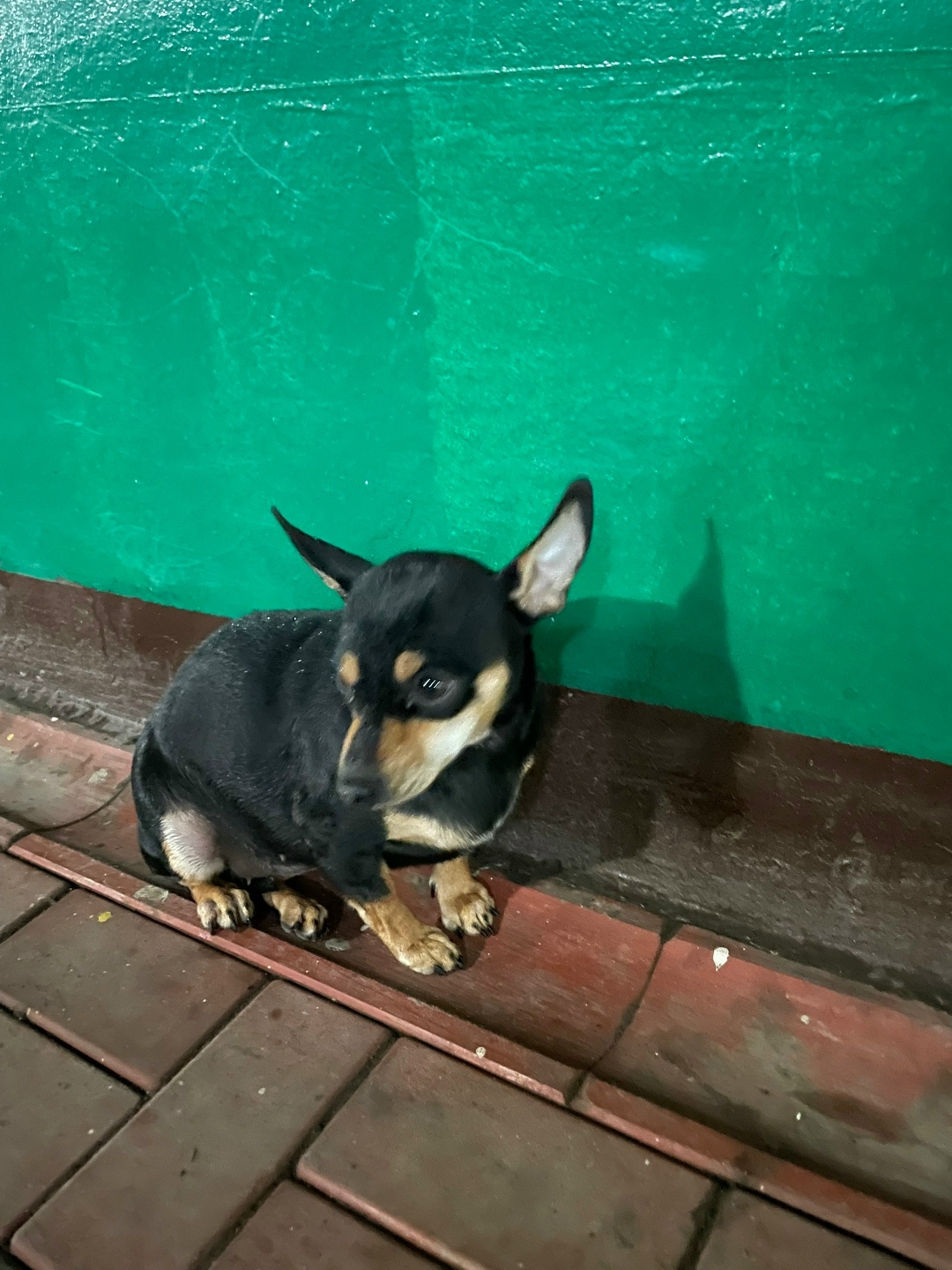 Найдена собака в Набережных Челнах — фото объявления