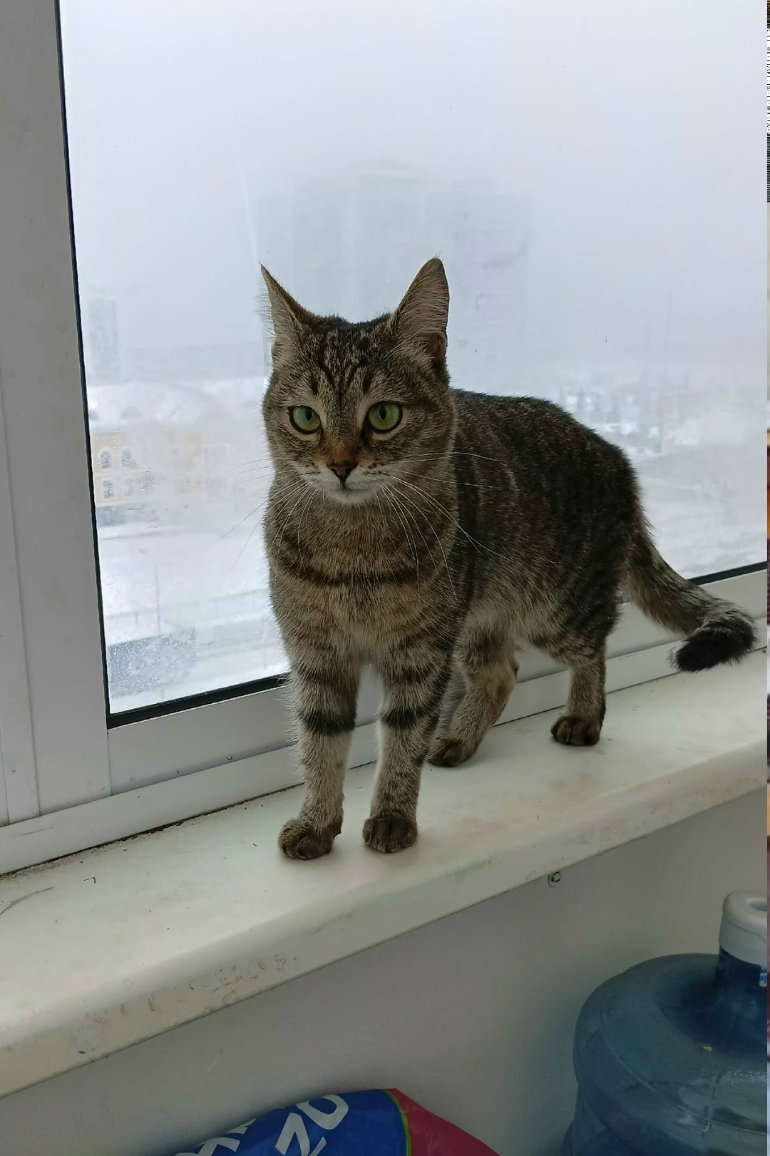 Найдена кошка в Набережных Челнах — фото объявления