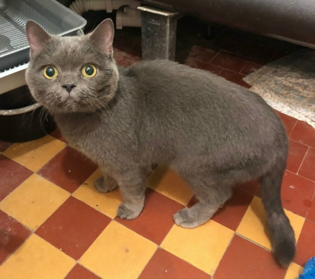 Найдена кошка в Набережных Челнах — фото объявления