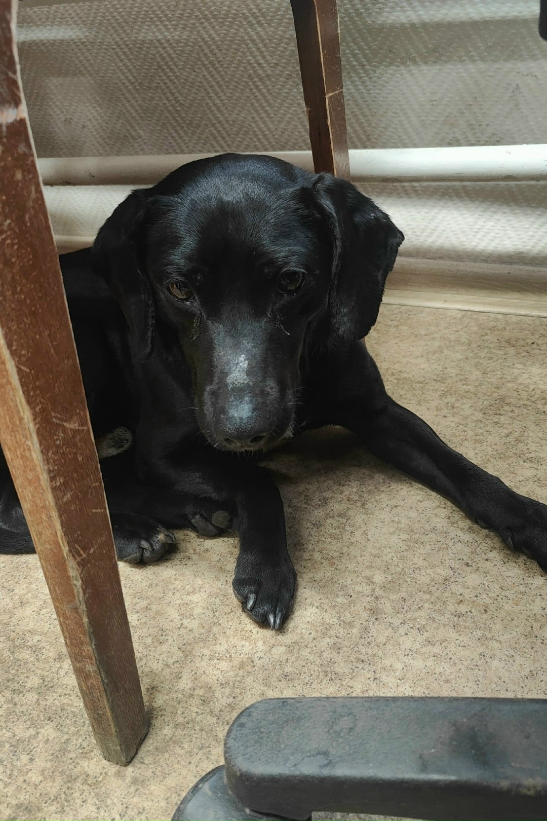 Найдена собака в Набережных Челнах — фото объявления