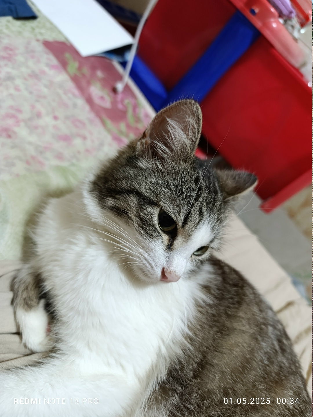 Пропала кошка в Набережных Челнах — фото объявления