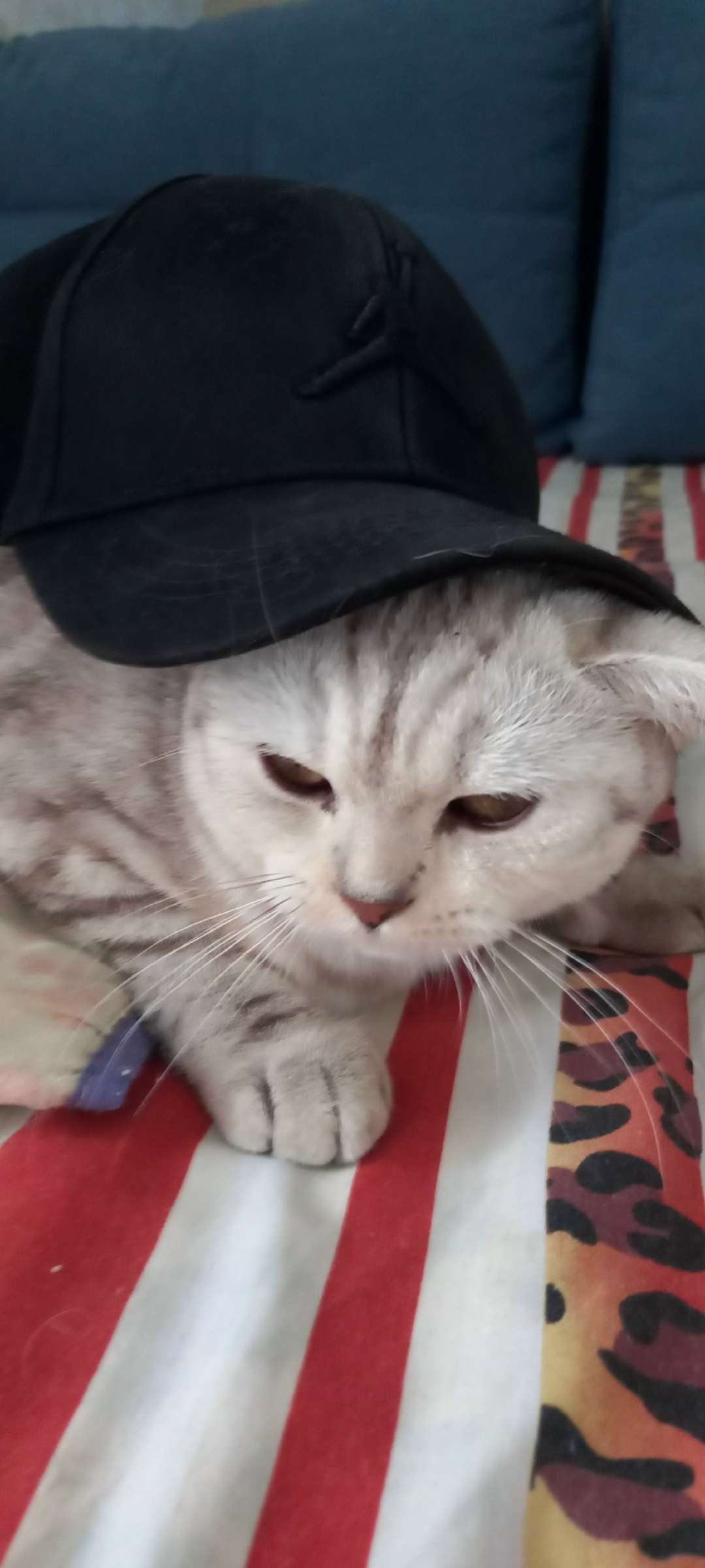 Пропала собака в Набережных Челнах — фото объявления