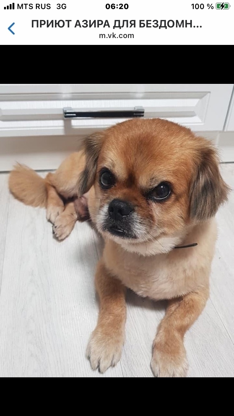 Пропала собака в Набережных Челнах — фото объявления