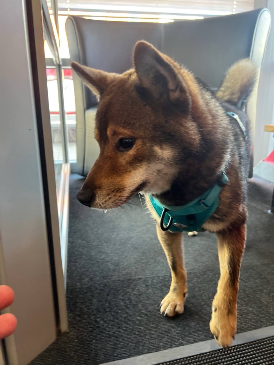 Найдена собака в Набережных Челнах — фото объявления