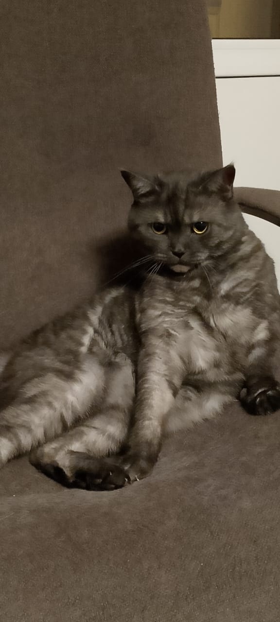 Найдена кошка в Набережных Челнах — фото объявления